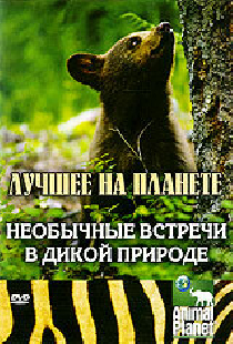 Animal Planet: Необычные встречи в дикой природе