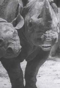 Speaking of Animals: In a Musical Way