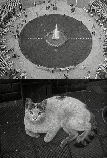 Berliner Stilleben