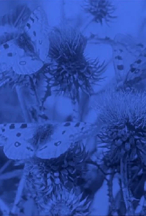 La vita delle farfalle