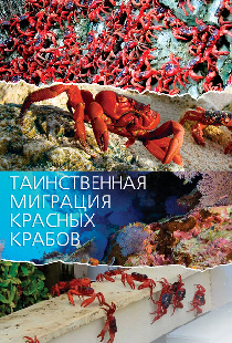 Таинственная миграция красных крабов