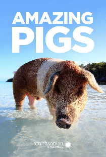 Amazing Pigs