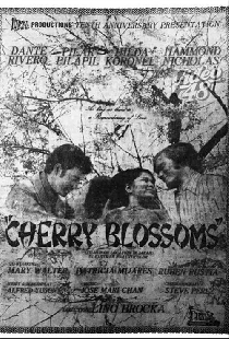 Cherry Blossoms
