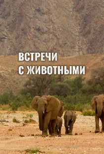 Встречи с животными