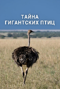 Тайна гигантских птиц
