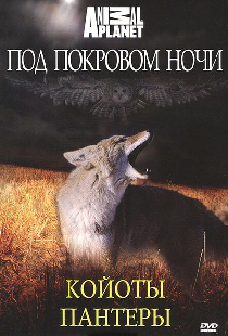 Под покровом ночи