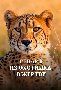 Гепард. Из охотника в жертву