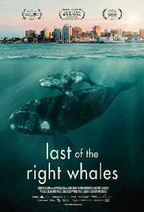 Last of the Right Whales