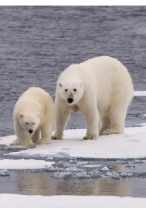 Ice Bear