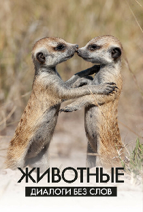 Животные: Диалоги без слов