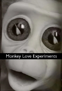 Monkey Love Experiments