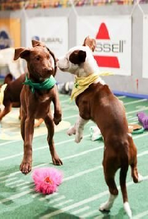 Puppy Bowl XI