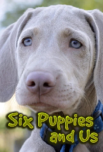 Six Puppies and Us