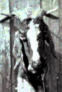 Slipknot: Goat
