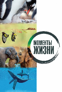 Моменты жизни