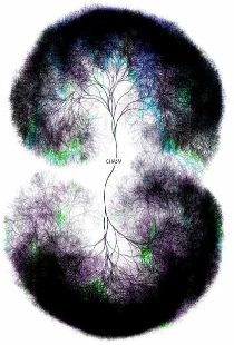 Mind Inc