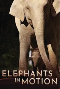 Elephants in Motion: Tales of LIfe Transformation