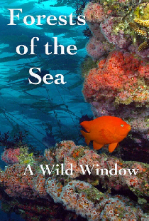 Wild Window: Bosques del Mar