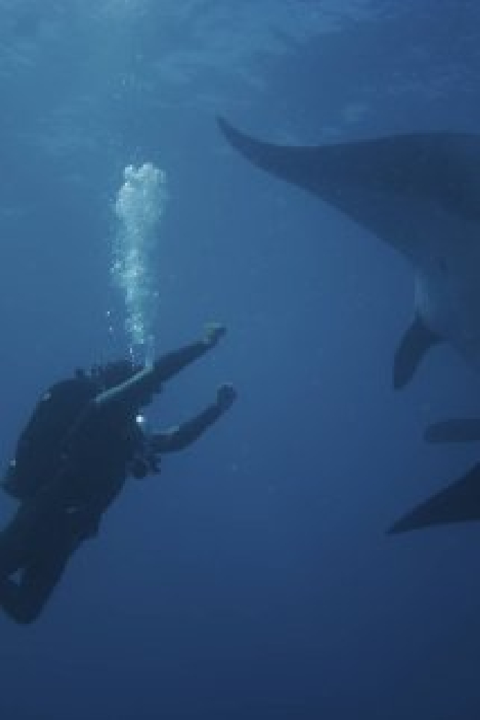 Дэвид С. Уорнер