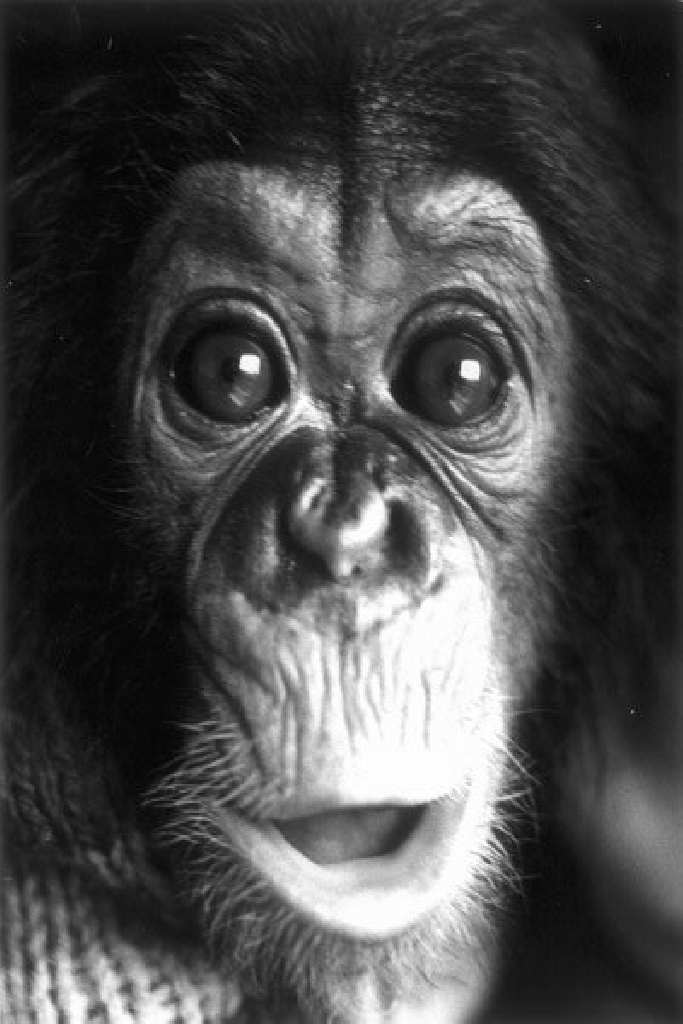 Nim Chimpsky