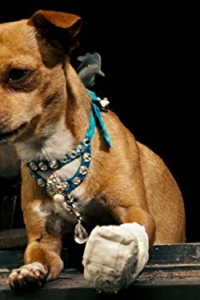 Chester the Chihuahua
