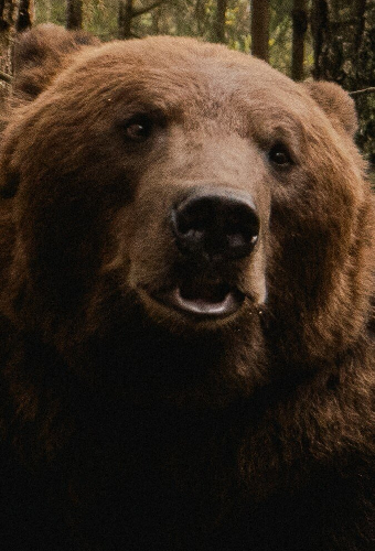 Том