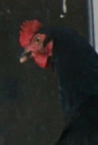 Эникё