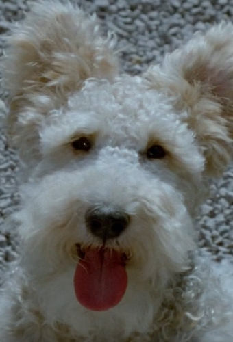 Snubby