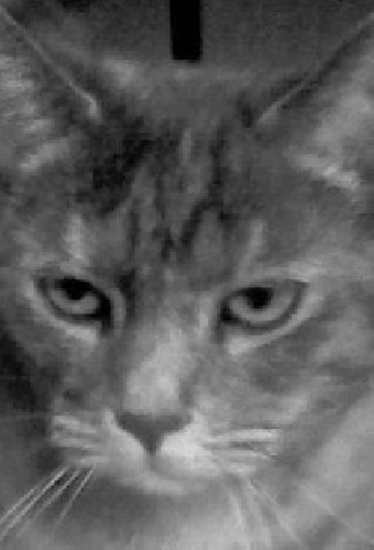 Lizzie the Cat