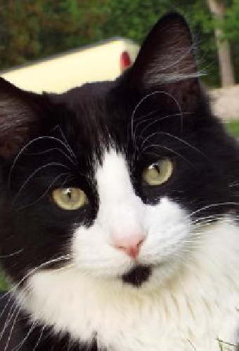 Sylvester Squeaky Randal