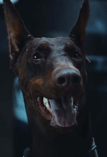 Гуз